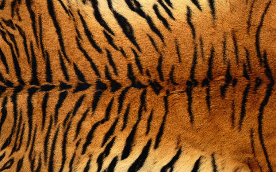 Tiger Fur by mirengraphics on DeviantArt
