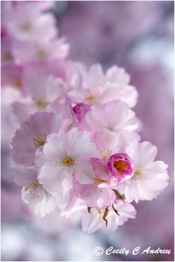 Dreaming of Cherry Blossoms II by CecilyAndreuArtwork on DeviantArt