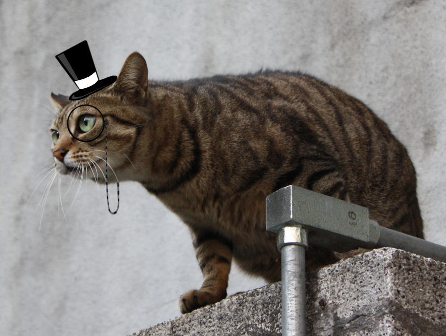 [Image: gentleman_cat_by_cookiemagik-d4upglk.jpg]