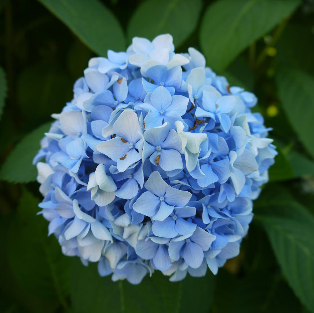 Light Blue Flowers By Dseomn D427hy1 