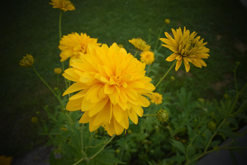 Yellow flower by jajafilm