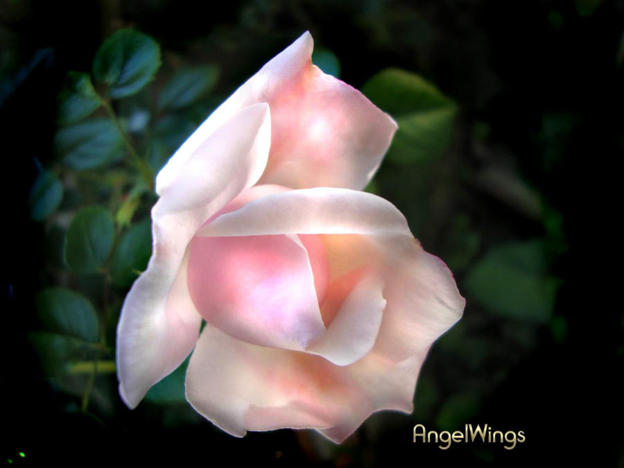 Beautiful rose by AngelWingsdesign