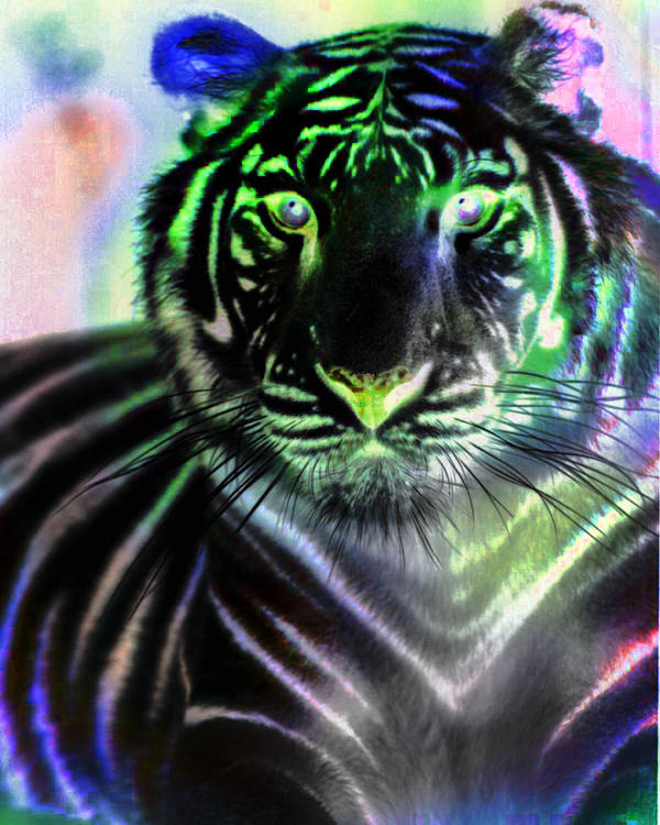 rainbow tiger by razor-edge1 on DeviantArt