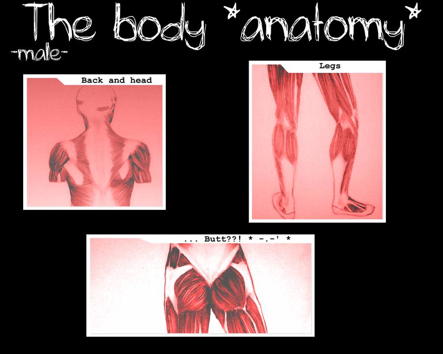 Male body Anatomy - back side by Wikku on DeviantArt