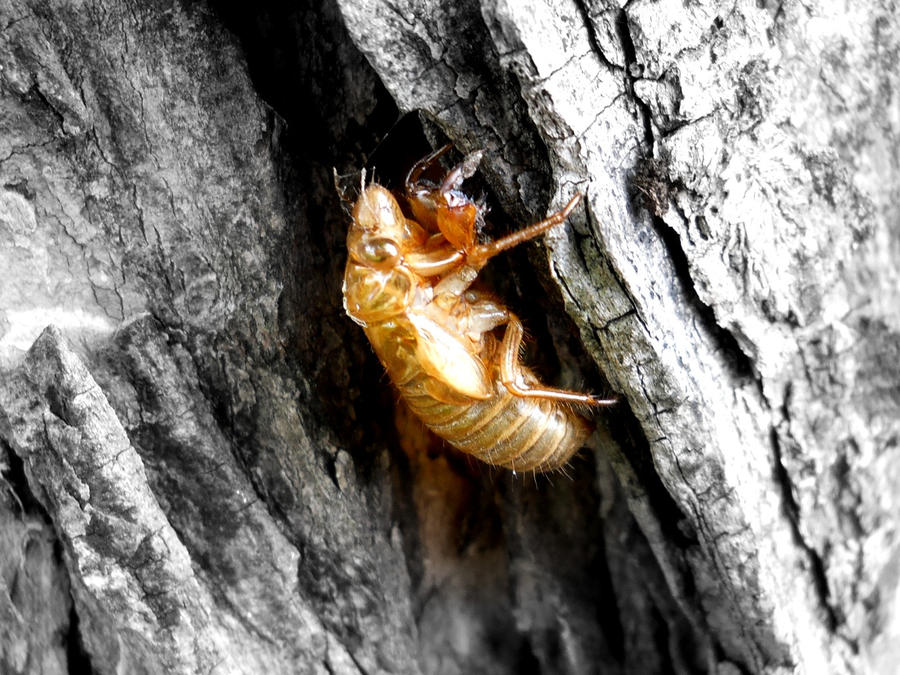 Heroes Of Robloxia Cicada Scorpion