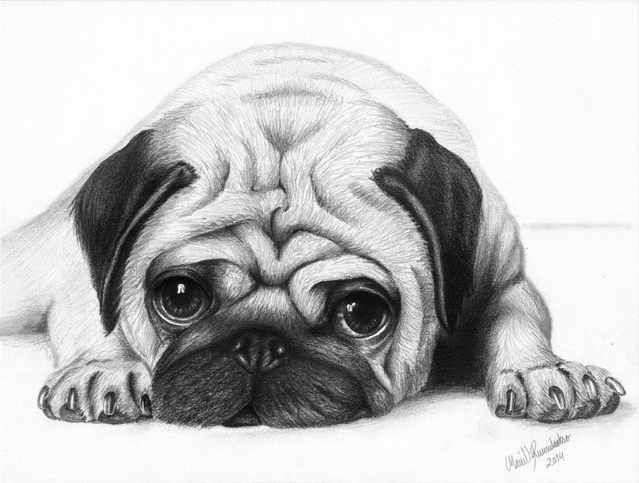 Puppy face Pug by ArtOfNightSky on DeviantArt