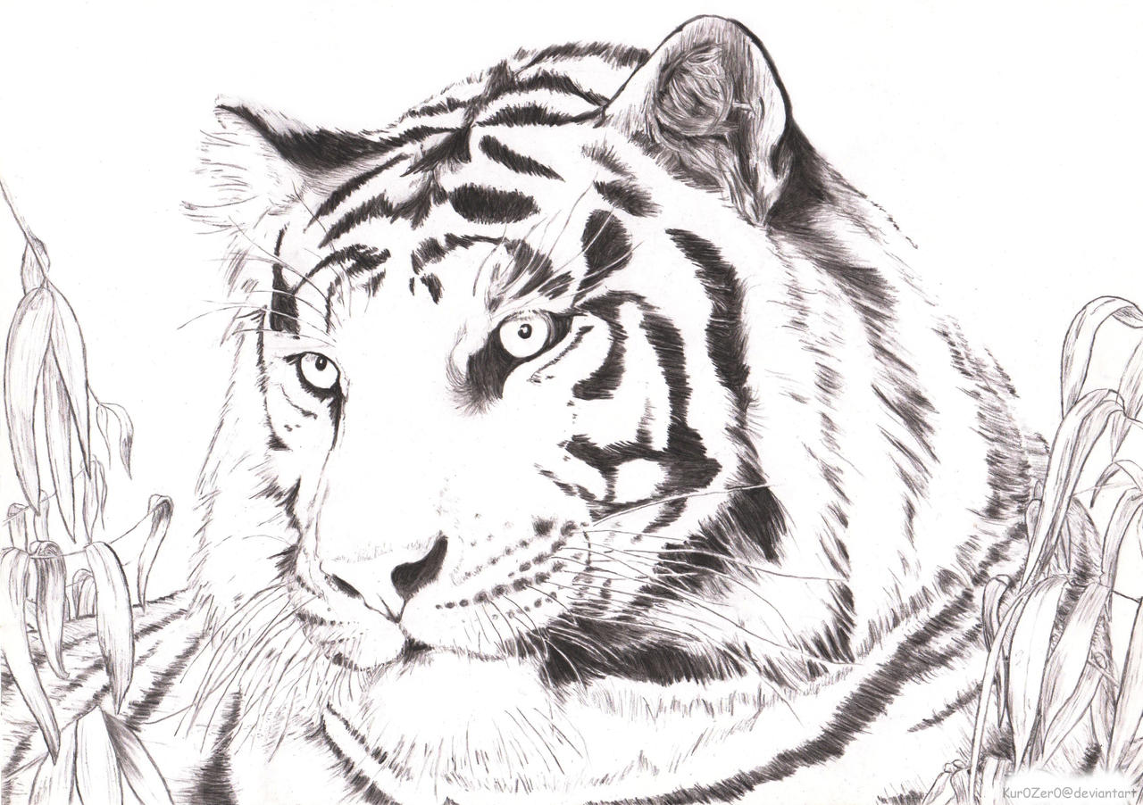Black And White Tiger by Kur0Zer0 on DeviantArt