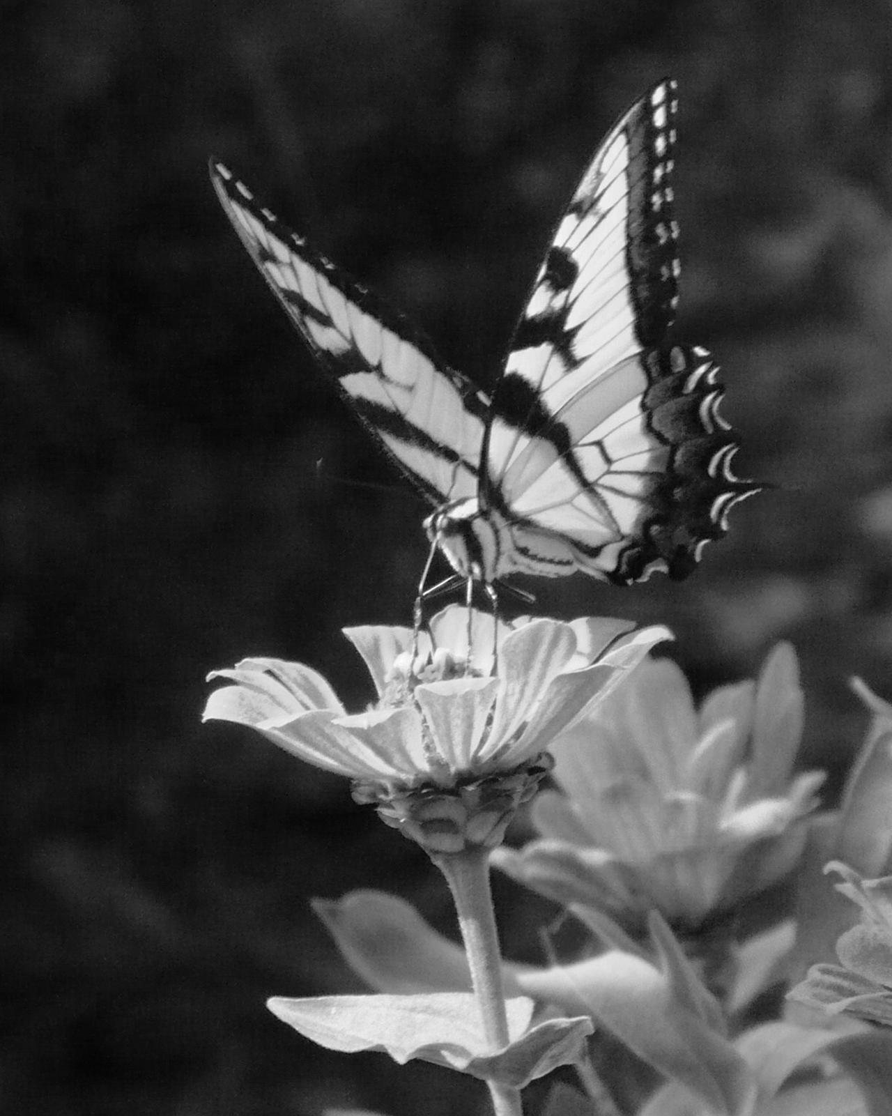 Black and White Butterfly by DeilspaceGrist on DeviantArt