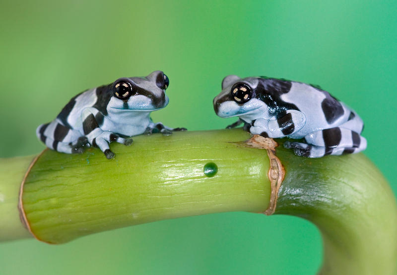 two_milk_frogs_by_anginelson.jpg