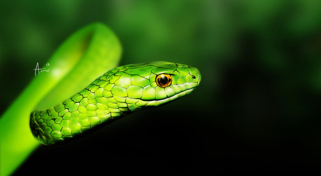 Image result for green tree snake photos