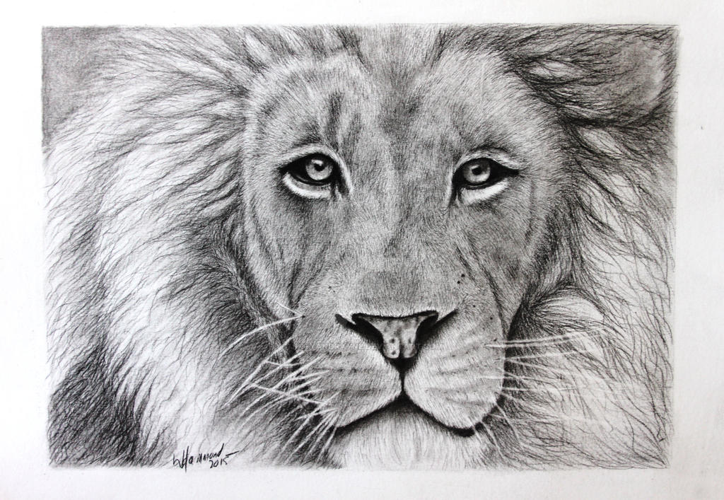 Male Lion 030815 charcoals reeves paper 300gsm by jintyandrayne on ...