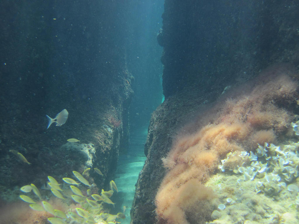 Undersea life 3 by jajafilm