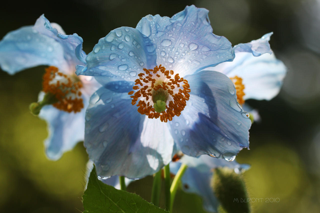 Himalayan Blue Poppy by aurionPhoG on DeviantArt