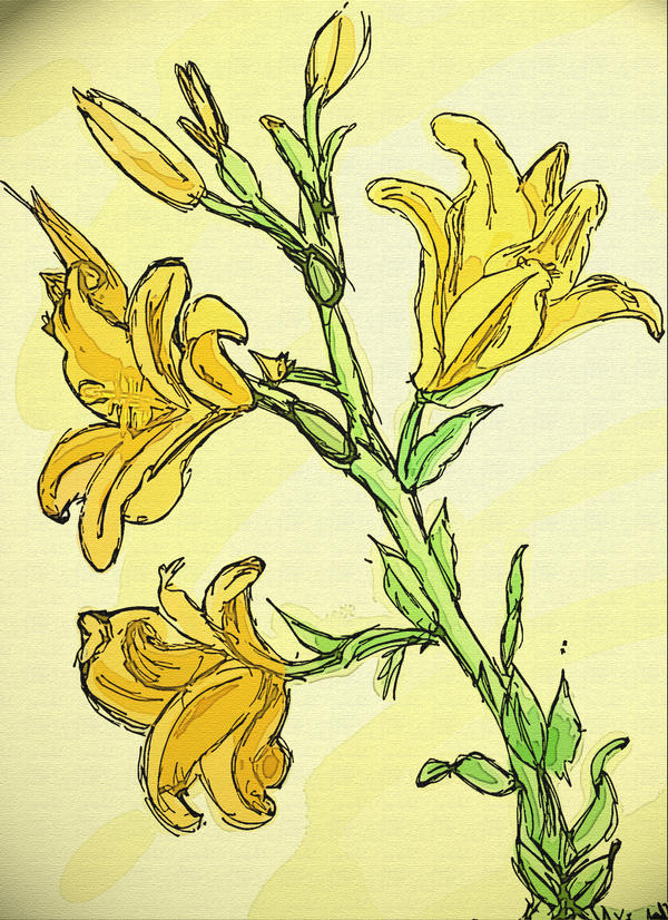 DaVinci's flower sketches by MiniWookie on DeviantArt