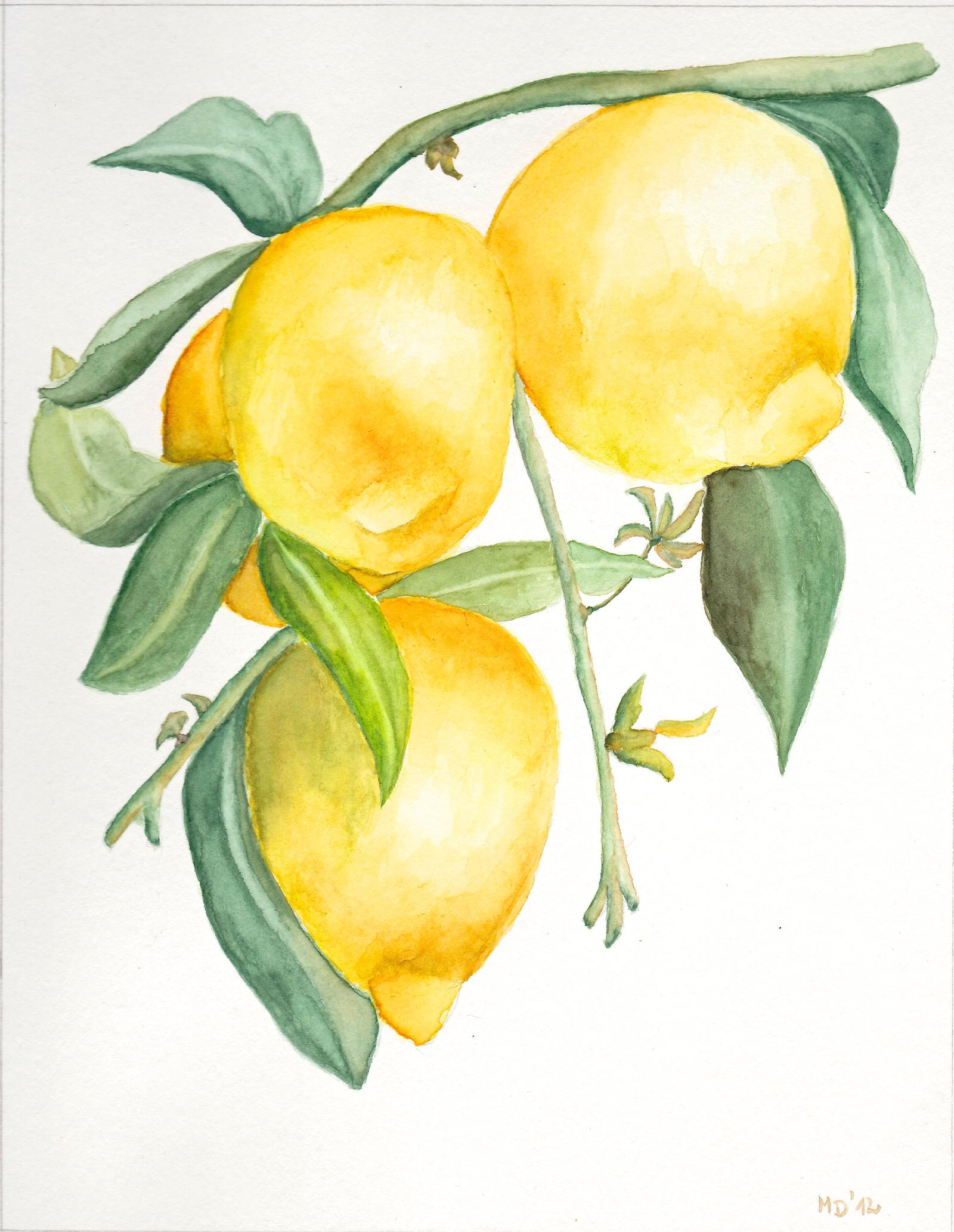 Citrus x limon by migas90 on DeviantArt
