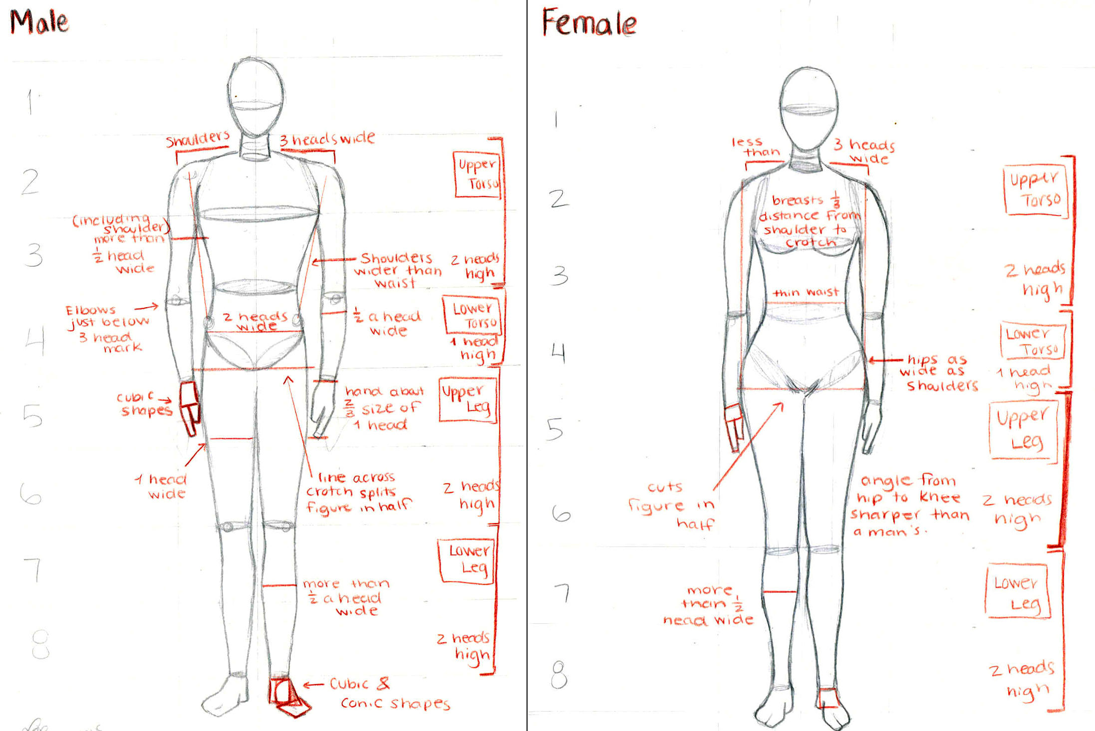 Male and Female Anatomy by lei-x on DeviantArt