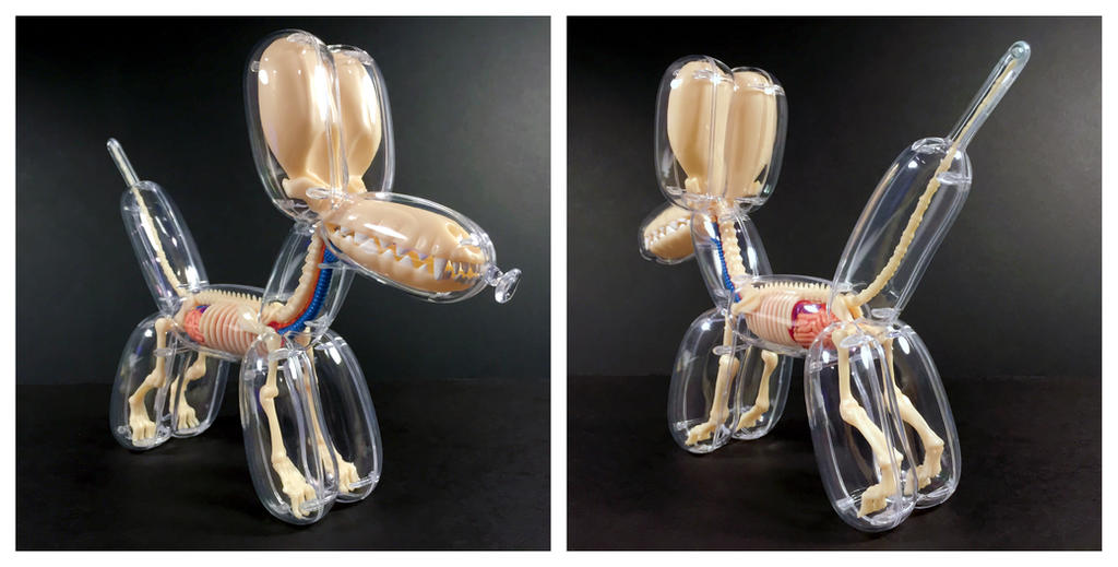 Balloon Dog Anatomical Model by freeny