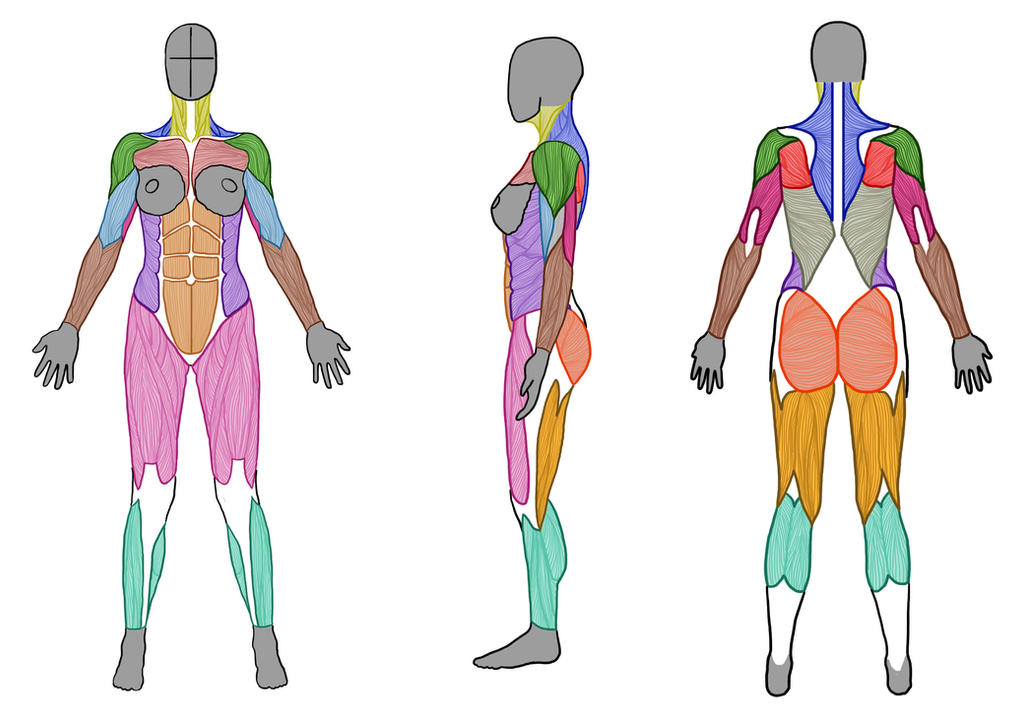 Female Muscle Anatomy (Front, Side and Back) by ArtistSaif ...