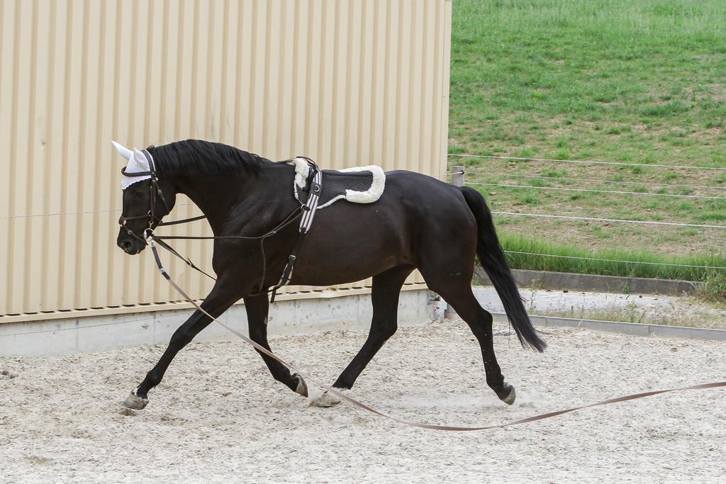 Black Horse Lunge Training by LuDa-Stock on DeviantArt