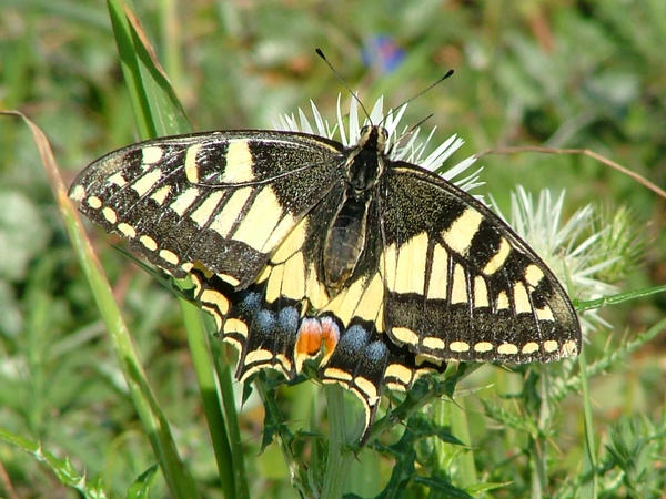 Maltese Swallowtail butterfly by Faunamelitensis on DeviantArt