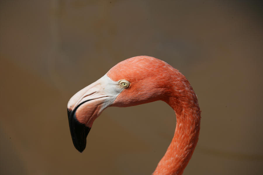 A flamingo up close by KeyszerS on DeviantArt