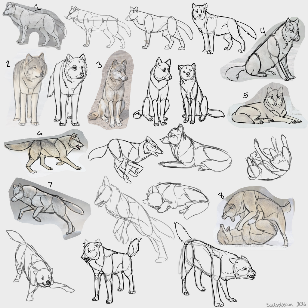 Me Practicing Wolf Anatomy by Soulsplosion on DeviantArt
