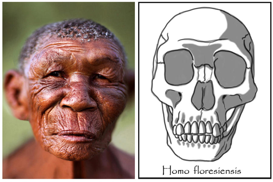 homo_floresiensis___female__hobbit__by_b
