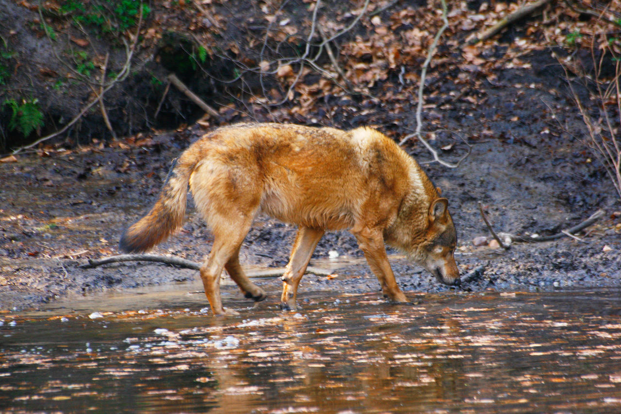 Wolf Walking in Water Stock by WildberryPassion on DeviantArt