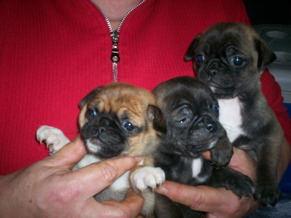 Chihuahua, pug mix puppies D by lordtalpadevil666 on