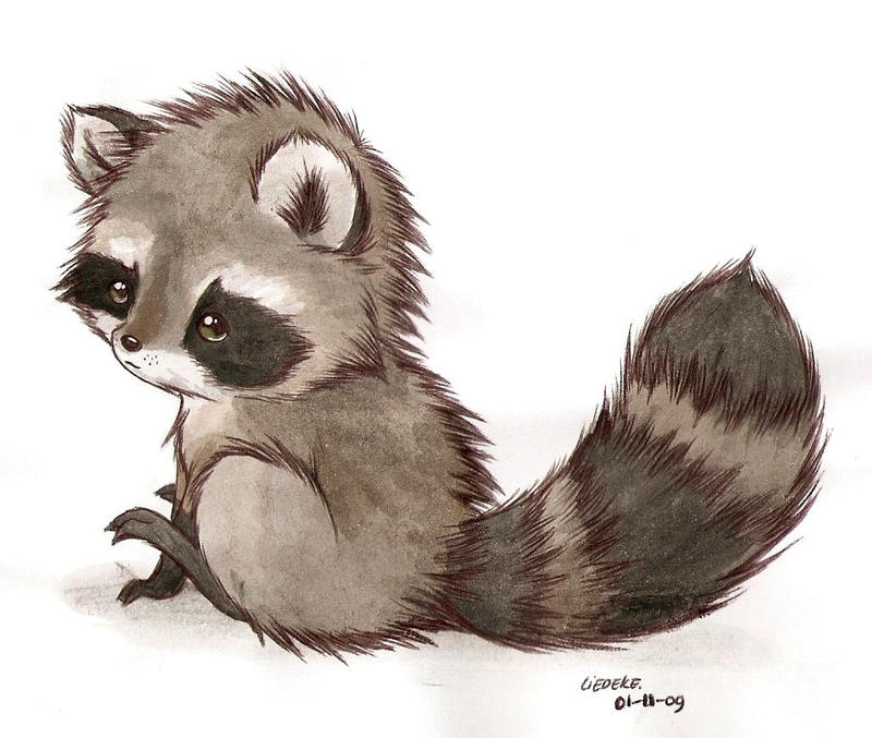 The Charm Of Raccoon Aesthetic Art