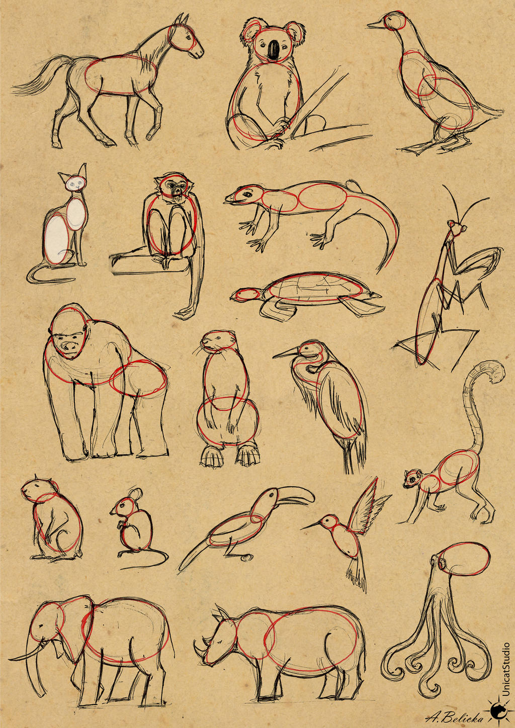Tutorial Easy way to draw animals by UnicatStudio on DeviantArt