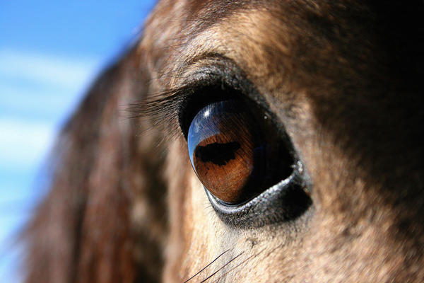 Afbeeldingsresultaat voor horse eye