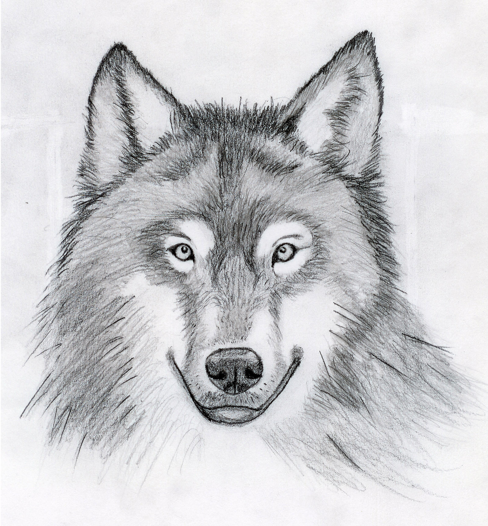 Wolf Head Drawing by Cywolfe on DeviantArt