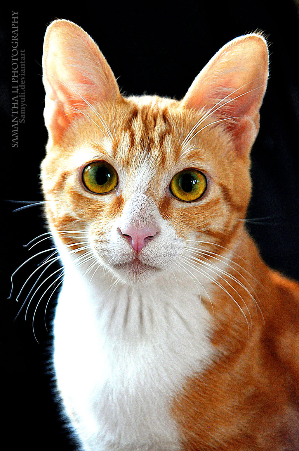 Download Cat portrait by SamanthaLi on DeviantArt