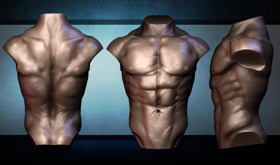 Anatomy Torso Study by GastonBR on DeviantArt