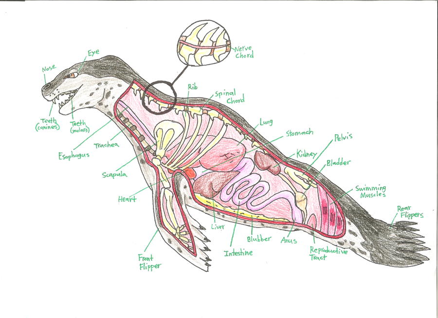 Leopard Seal Anatomy by AutumnDragon1172 on DeviantArt