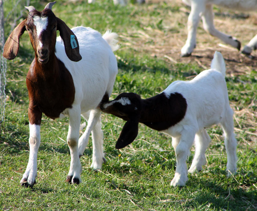 Image result for goat with baby