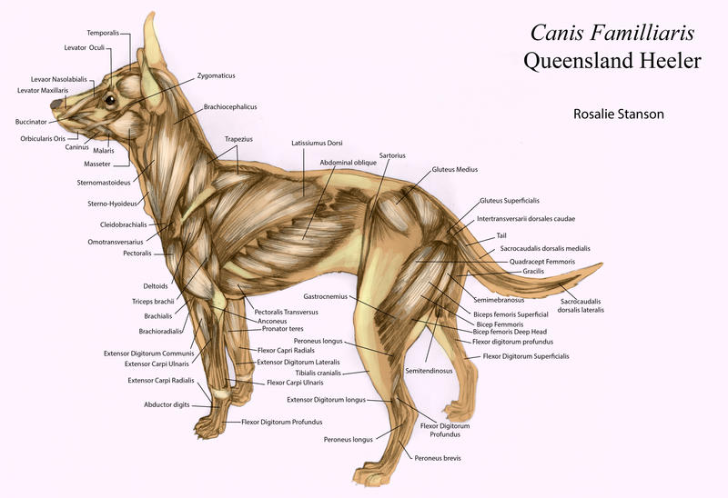 Dog Muscles with callouts by Otvali on DeviantArt