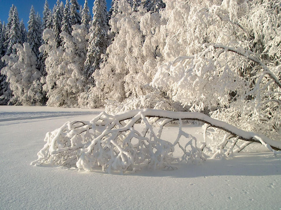 Pure snow by KariLiimatainen