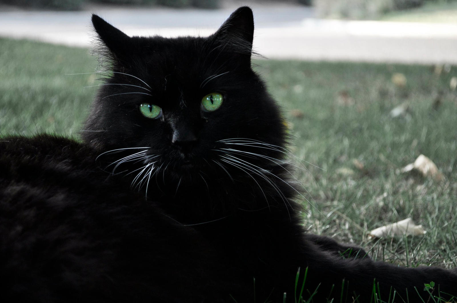 Green Eyes for Black Cats by NativeKokopelli on DeviantArt