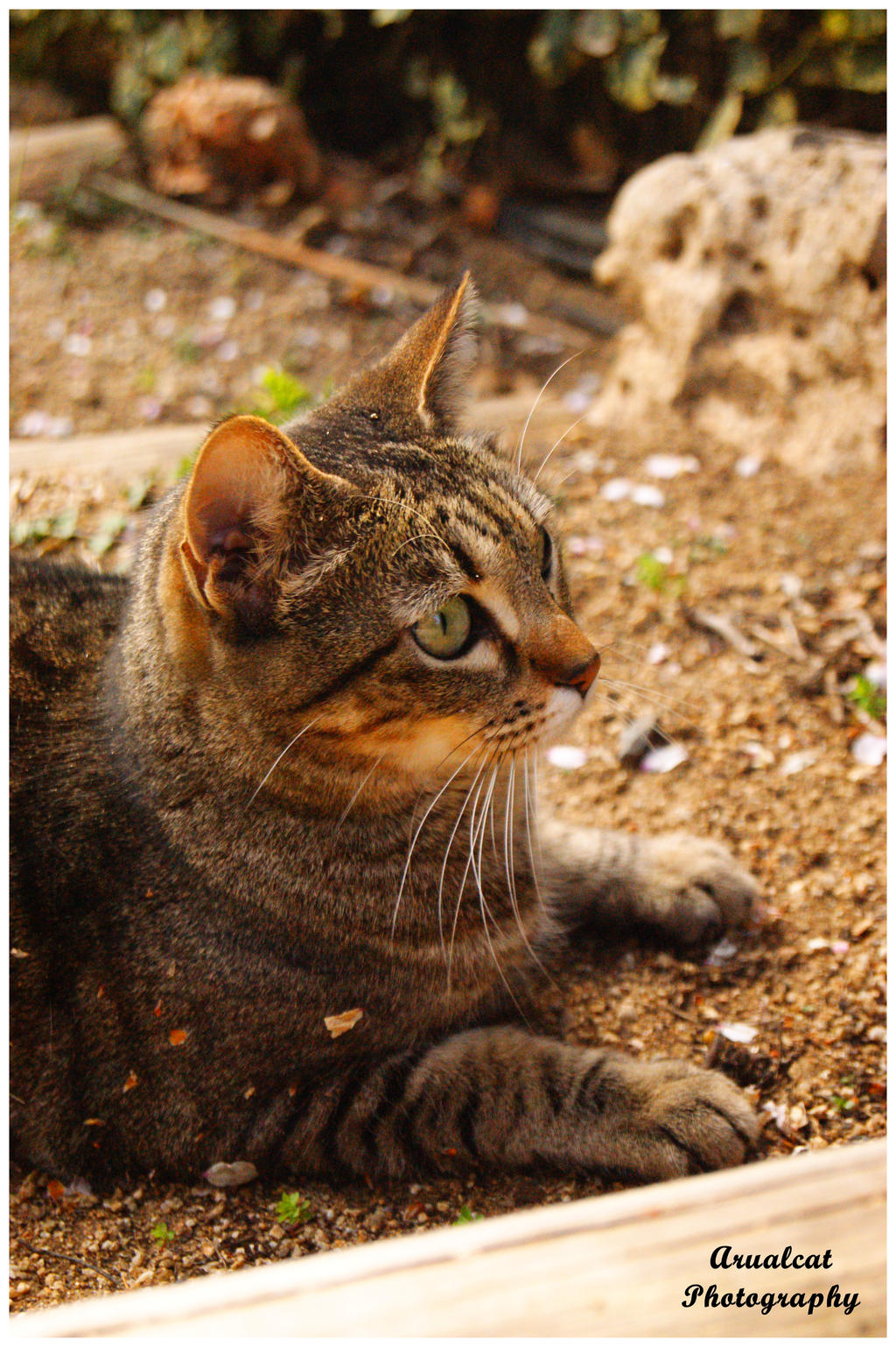 Cat in the garden by arualcat on DeviantArt