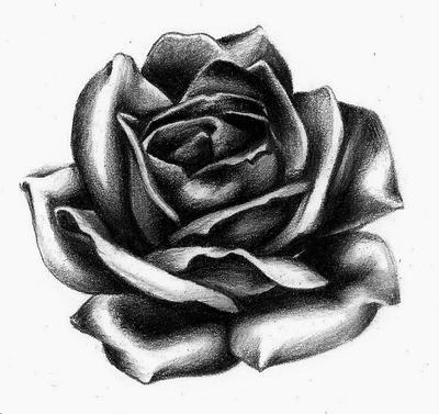 Rose practice tattoo design by LarcDEAR on DeviantArt