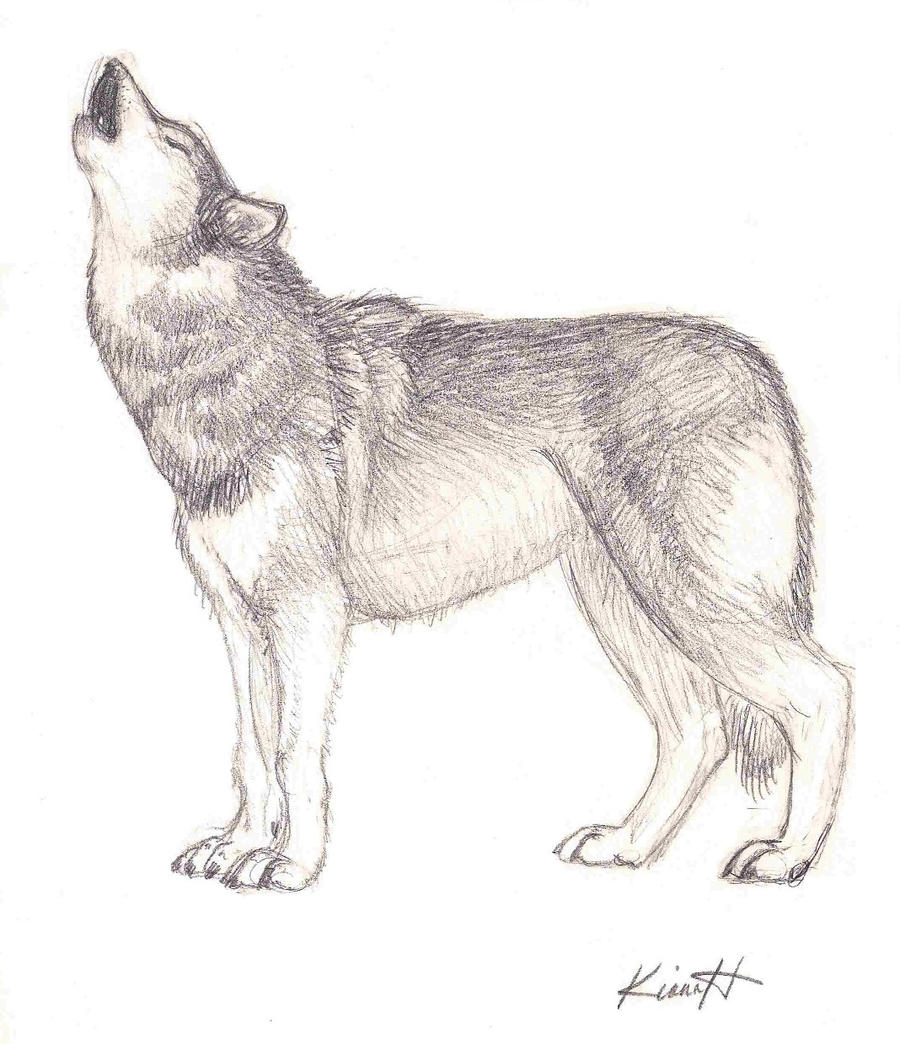 Wolf Howl sketch by WolfInSpirit on DeviantArt
