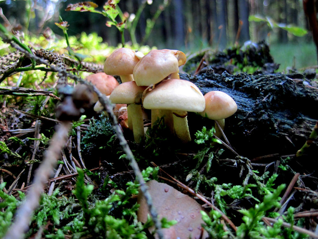 Mushrooms by jajafilm