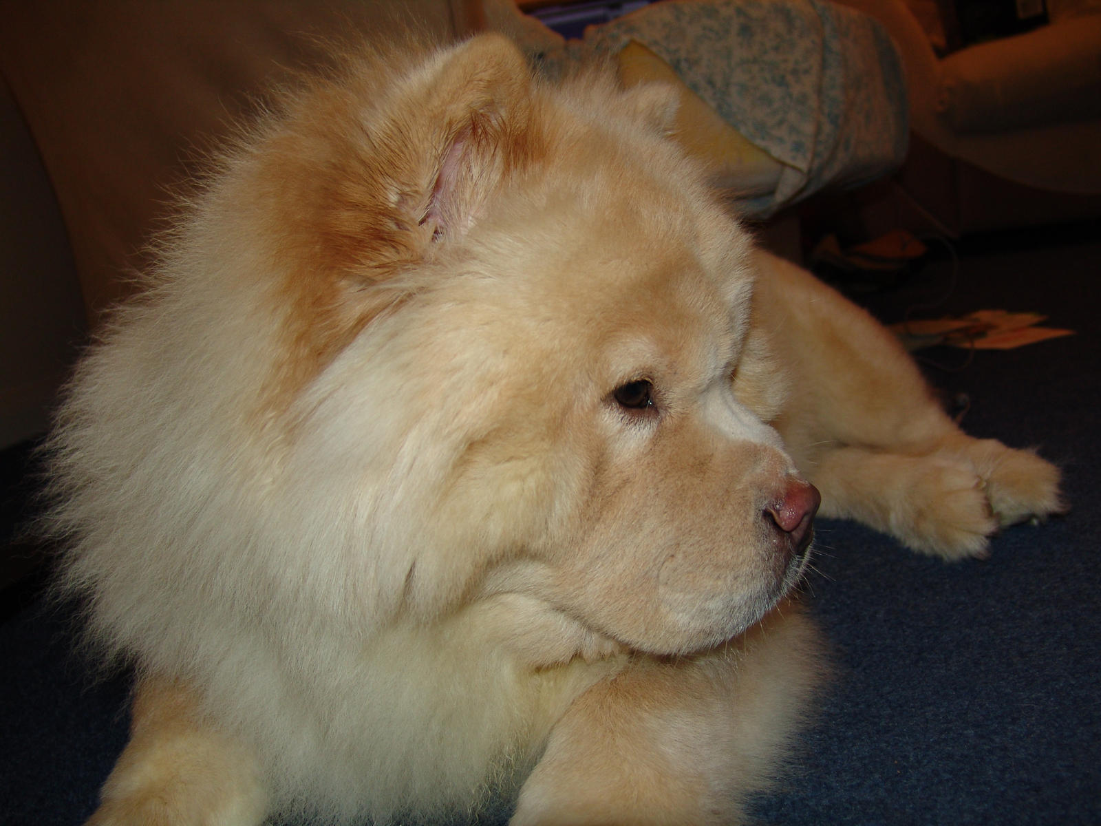 Cream Chow Chow by KinbesPhotography on DeviantArt