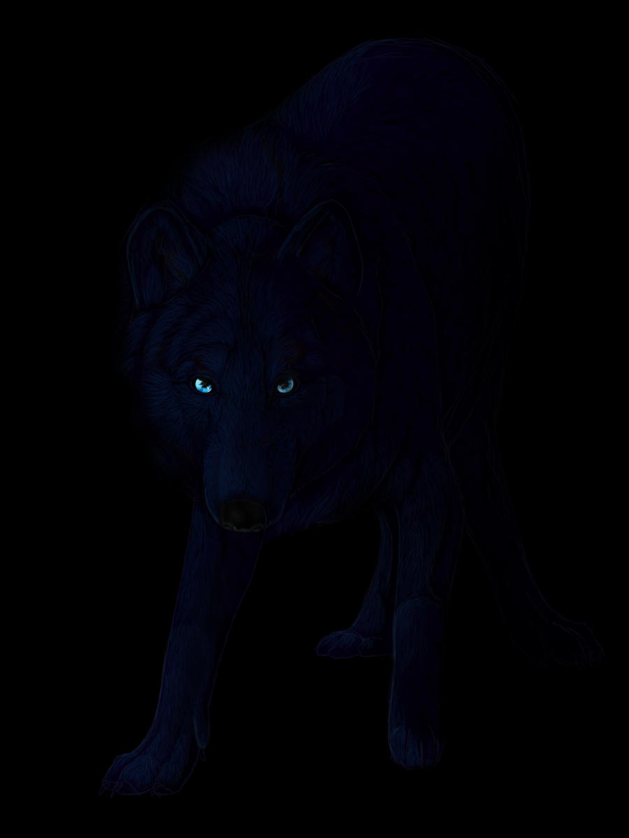 Black Wolf With Black Bg No2 By Cottondragon On DeviantArt