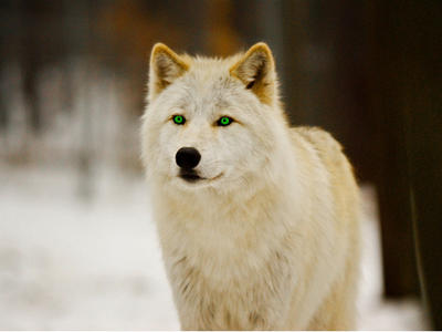 White Wolf with Green Eyes by WhiteRoses12 on DeviantArt