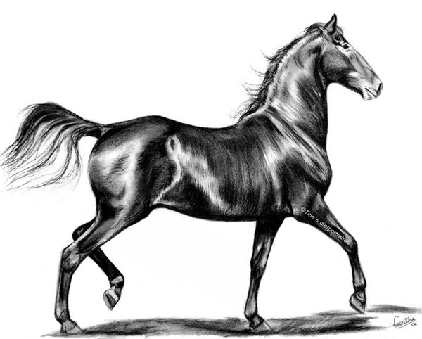 Marwari horse, charcoal sketch by LeontinevanVliet on DeviantArt