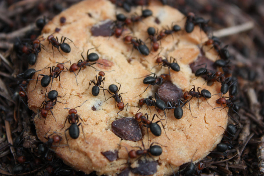 Image result for ants on cookies