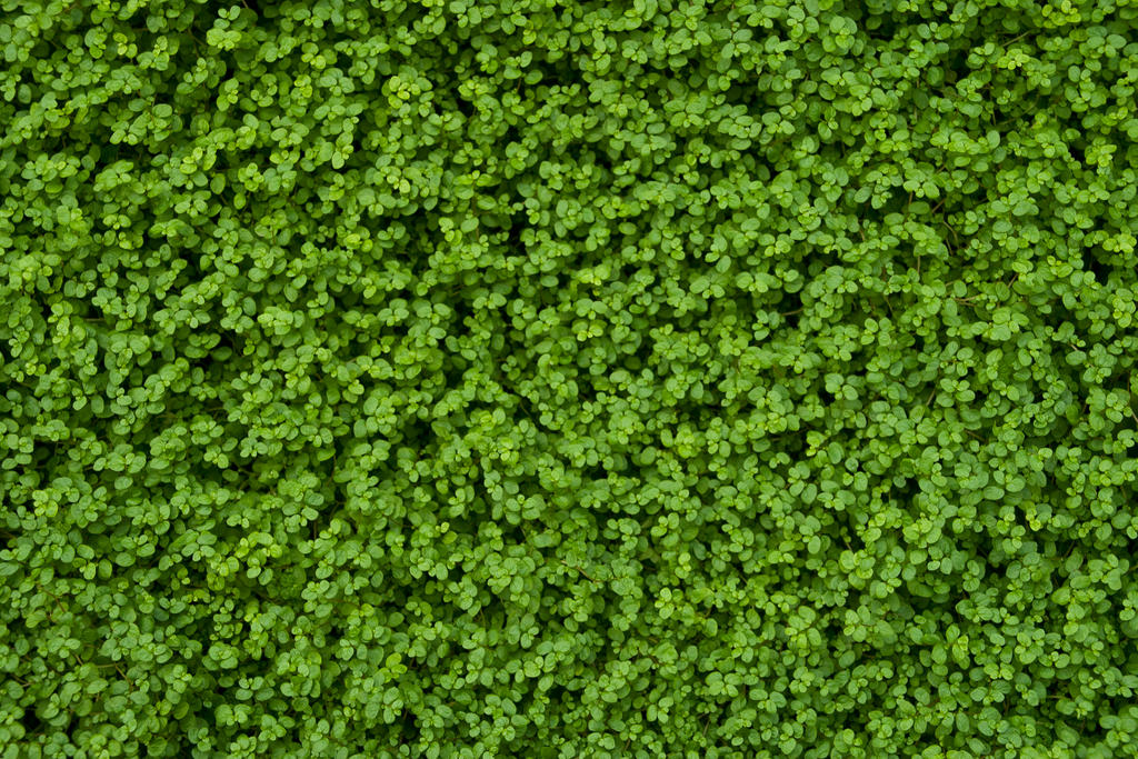 green carpet by szorny-stock on DeviantArt